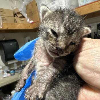 Dumpling -  Domestic Short Hair Cat for Adoption in Milton, Florida - Dumpling | PetCurious
