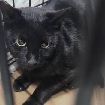 Beams (Barn cat) -  Domestic Short Hair Cat for Adoption in Coos Bay, Oregon - Beams (Barn Cat) | PetCurious