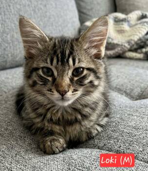 Loki -  Domestic Medium Hair Cat for Adoption in Ephrata, Washington - Loki | PetCurious