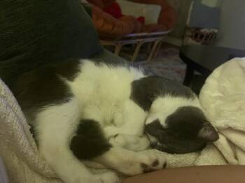 Domestic Short Hair Cats Available for Adoption in Denver, Colorado - Miles | PetCurious