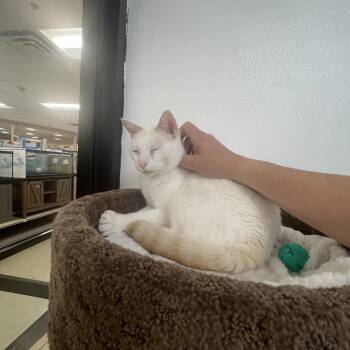 Siamese Cats Available for Adoption in Palmetto, Florida - Cyrus | PetCurious