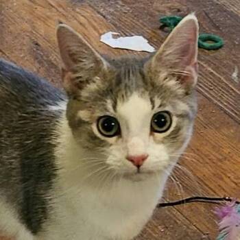 Venus -  Domestic Short Hair Cat for Adoption in Grinnell, Iowa - Venus | PetCurious