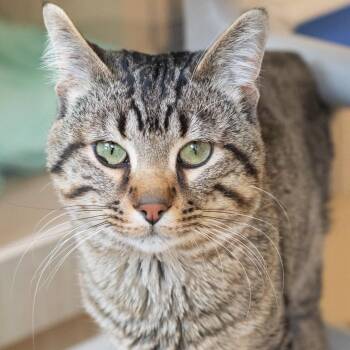 Domestic Short Hair Cats Available for Adoption in Pontiac, Michigan - Arrow | PetCurious