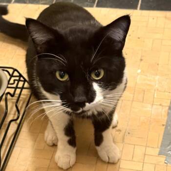 Domestic Short Hair Cats Available for Adoption in Carmel, Indiana - Trevor @PAWZ Pet Cafe | PetCurious