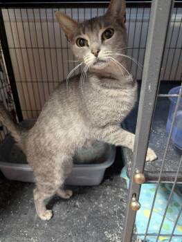 Tabby Cats Available for Adoption - Apple Blossom | PetCurious