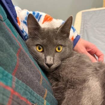 Domestic Medium Hair Cats Available for Adoption - Smokey | PetCurious