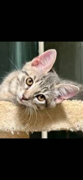 Rescue Domestic Short Hair Cats for Adoption in Louisville, Kentucky - Little Gray | PetCurious