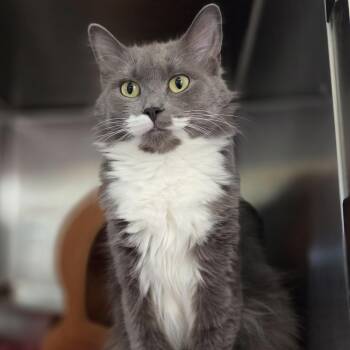 Domestic Medium Hair Cats Available for Adoption in Pittsford, Vermont - Tulip | PetCurious