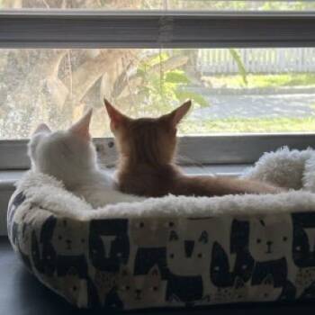 Lance -  Domestic Short Hair Cat for Adoption in Gainesville, Florida - Lance | PetCurious