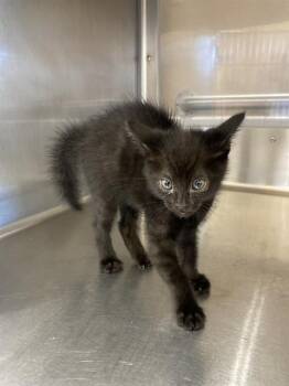 Rescue Domestic Short Hair Cats for Adoption in Chula Vista, California - A266957 | PetCurious