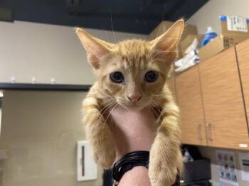 RA -  Domestic Short Hair Cat for Adoption in Modesto, California - RA | PetCurious
