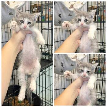 Rowan -  Domestic Short Hair Cat for Adoption in New York, New York - Rowan | PetCurious