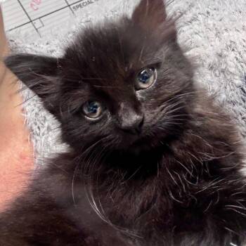 Nakita -  Domestic Medium Hair Cat for Adoption in Rocky Mount, Virginia - Nakita | PetCurious