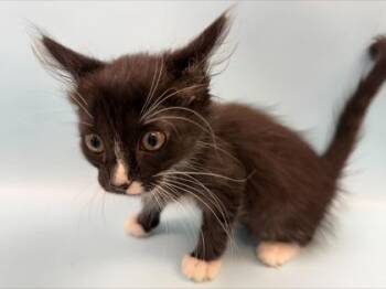 Nyx -  Domestic Long Hair and Domestic Short Hair Cat for Adoption in Woodbury, Minnesota - Nyx | PetCurious