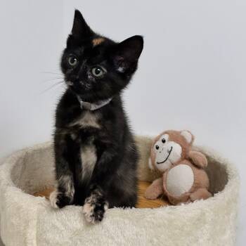 Frankie -  Tortoiseshell Cat for Adoption in Syosset, New York - Frankie | PetCurious