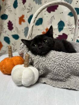 Lincoln -  Domestic Short Hair Cat for Adoption in Groveland, Massachusetts - Lincoln | PetCurious