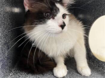 Rescue Domestic Medium Hair and Domestic Short Hair Cats for Adoption in Grand Prairie, Texas - DANTE | PetCurious