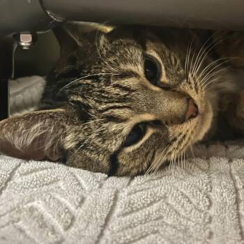 Domestic Short Hair Cats Available for Adoption in Owosso, Michigan - Kit Kat | PetCurious