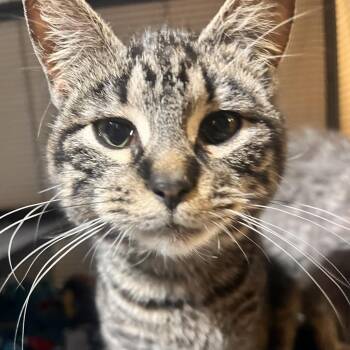 Domestic Short Hair Cats Available for Adoption in Springfield, Ohio - Lou | PetCurious