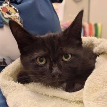 Jan Brady -  Domestic Short Hair Cat for Adoption in Westland, Michigan - Jan Brady | PetCurious