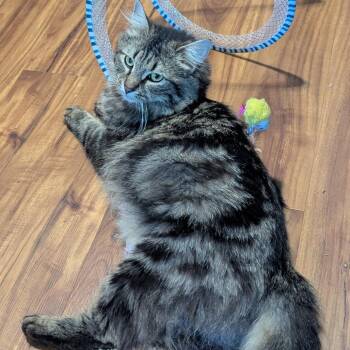 Siren (CardaMom) -  Domestic Long Hair Cat for Adoption in Ashland, Virginia - Siren (CardaMom) | PetCurious