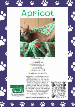 Apricot -  Domestic Short Hair Cat for Adoption in Pittsboro, North Carolina - Apricot | PetCurious