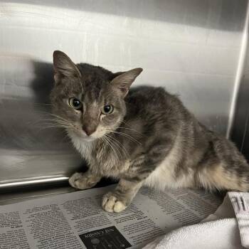 XANDER -  Domestic Short Hair Cat for Adoption in Charlotte, North Carolina - XANDER | PetCurious