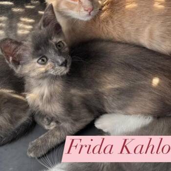 Domestic Short Hair Cats Available for Adoption in League City, Texas - Frida Kahlo | PetCurious