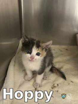 Hoppy -  Domestic Short Hair Cat for Adoption in Rocky Mount, North Carolina - Hoppy | PetCurious