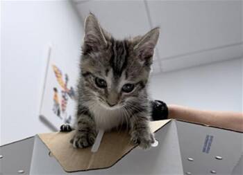 Domestic Short Hair Cats Available for Adoption in Fort Lauderdale, Florida - A2474046 | PetCurious