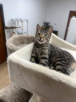 Carlos -  Domestic Medium Hair Cat for Adoption in Corpus Christi, Texas - Carlos | PetCurious