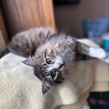 Domestic Long Hair Cats Available for Adoption - Nashville***ADOPTION PENDING*** | PetCurious