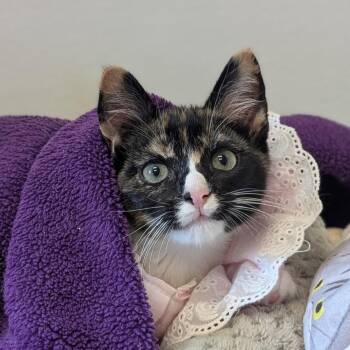 Rescue Calico Cats for Adoption in Waynesville, North Carolina - Zeva | PetCurious