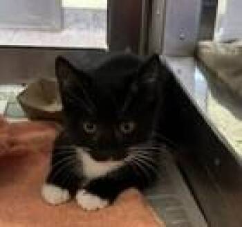Knuckles -  Domestic Short Hair Cat for Adoption in West Chester, Pennsylvania - Knuckles | PetCurious