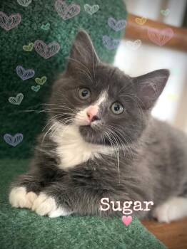 Sugar -  Domestic Long Hair Cat for Adoption in Dansville, New York - Sugar | PetCurious
