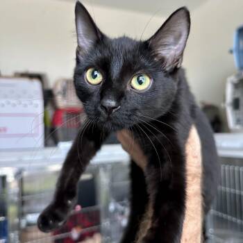 Black Bear -  Domestic Short Hair Cat for Adoption in Matteson, Illinois - Black Bear | PetCurious