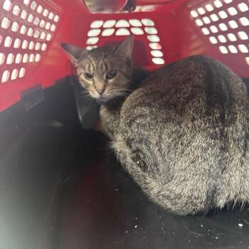 Blue -  Domestic Short Hair Cat for Adoption in Shelbyville, Illinois - Blue | PetCurious
