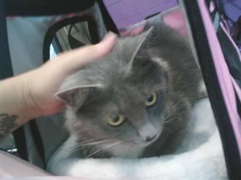 NOVA -  Domestic Medium Hair Cat for Adoption - NOVA | PetCurious