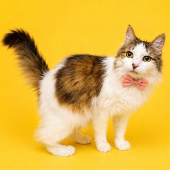 Soup -  Domestic Medium Hair and Domestic Short Hair Cat for Adoption in Binghamton, New York - Soup | PetCurious