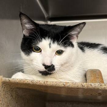 Domestic Short Hair Cats Available for Adoption in Philadelphia, Pennsylvania - Luxo | PetCurious