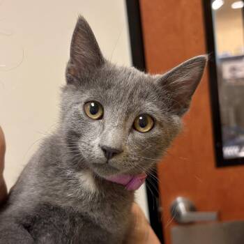 Popper -  Domestic Short Hair Cat for Adoption in Sonora, California - Popper | PetCurious