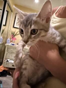 Rescue Tabby Cats for Adoption in Fountain Valley, California - Harmony - Adventurous And Curious | PetCurious