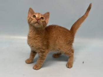 Lloyd -  Domestic Short Hair Cat for Adoption in Minneapolis, Minnesota - Lloyd | PetCurious