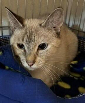 Willow -  Siamese and Tabby Cat Available for Adoption in Lead, South Dakota - Willow | PetCurious