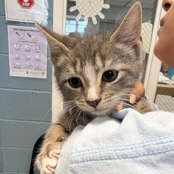 Domestic Short Hair Cats Available for Adoption in East Hanover, New Jersey - James | PetCurious