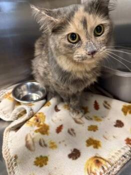 Domestic Long Hair and Domestic Short Hair Cats Available for Adoption in Lafayette, Indiana - Lucky | PetCurious