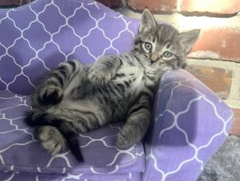 Tabby and Domestic Short Hair Cats Available for Adoption in Walnut Creek, California - Tuna | PetCurious