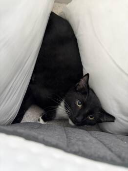 Nugget -  Domestic Short Hair Cat for Adoption in Duluth, Georgia - Nugget | PetCurious