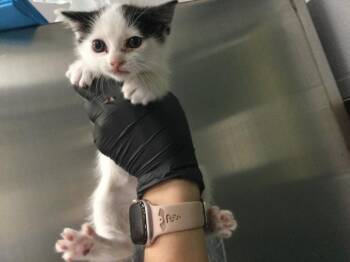 Domestic Short Hair Cats Available for Adoption in Thousand Palms, California - MIA | PetCurious