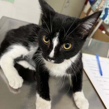 Rescue Domestic Short Hair Cats for Adoption in Pekin, Illinois - Isadora | PetCurious